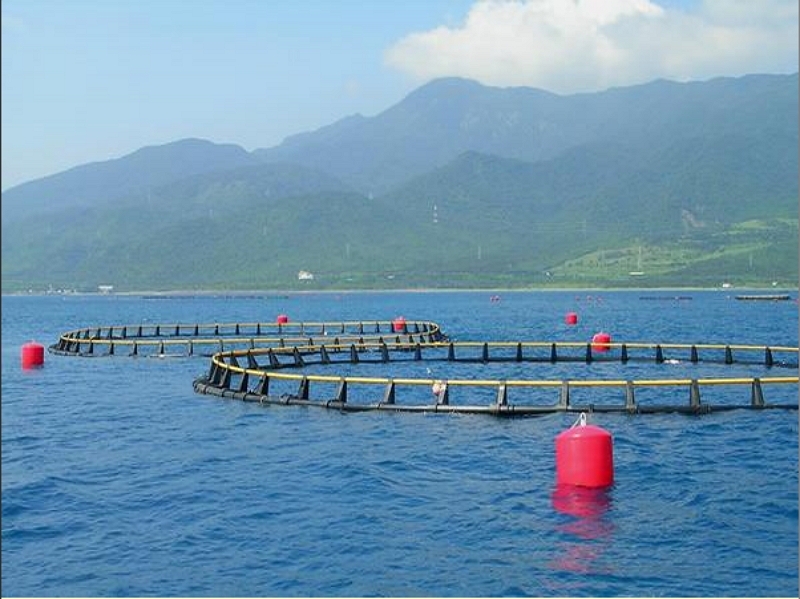 Round hard HDPE box net